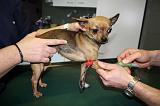 CHIHUAHUA - GARROT PRISE DE SANG  012